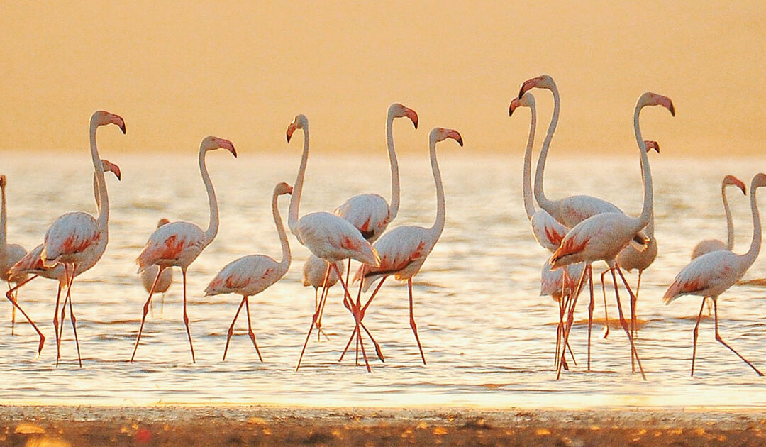 One Happy and Unreal Caribbean Island With Bright Blue Waters and More Flamingos Than People